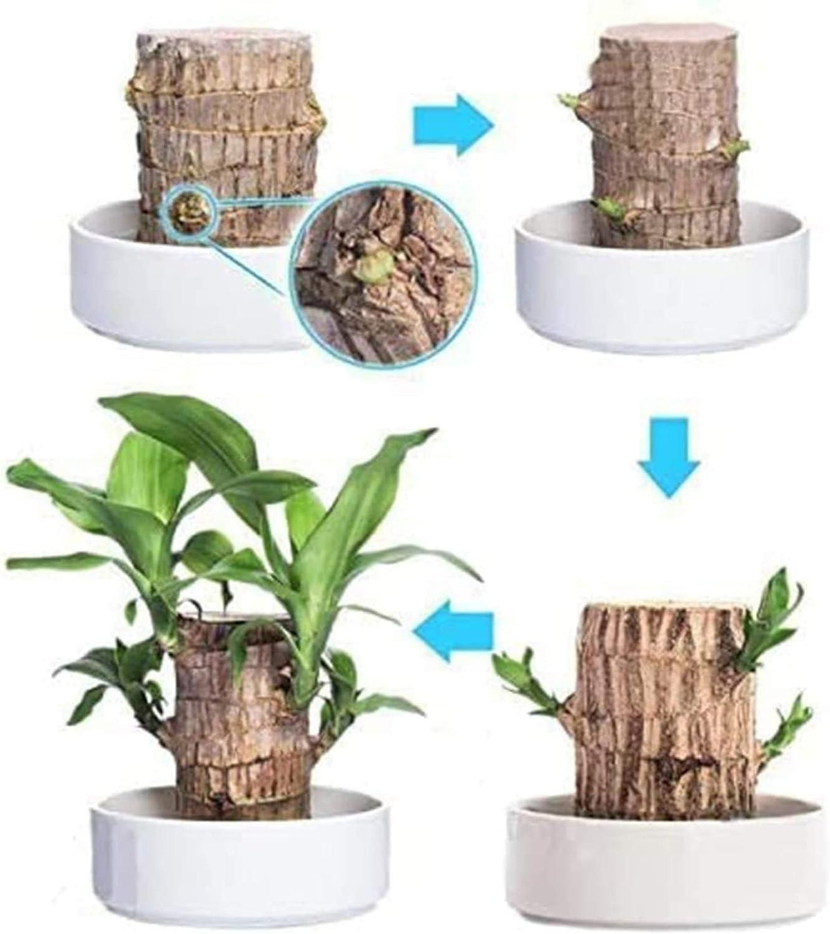 Big Size Lucky Brazil Wood Plant |🔥Buy 1 Get 1 Free🔥